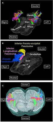 Diffusion Tensor Imaging Tractography of White Matter Tracts in the Equine Brain